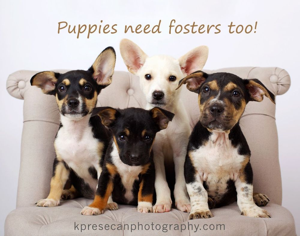 Four puppies sitting together on a chair