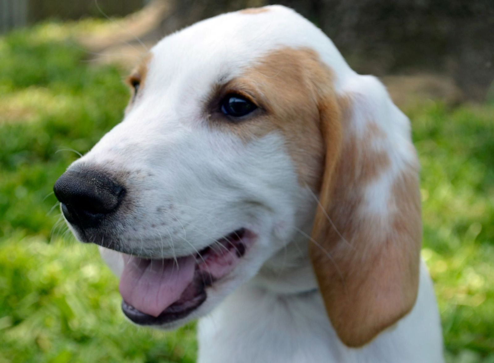 Barley, a happy beagle mix, smiling on the grass