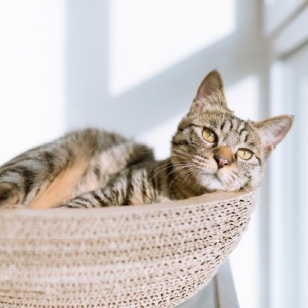 A tabby cat relaxing in a basket bed